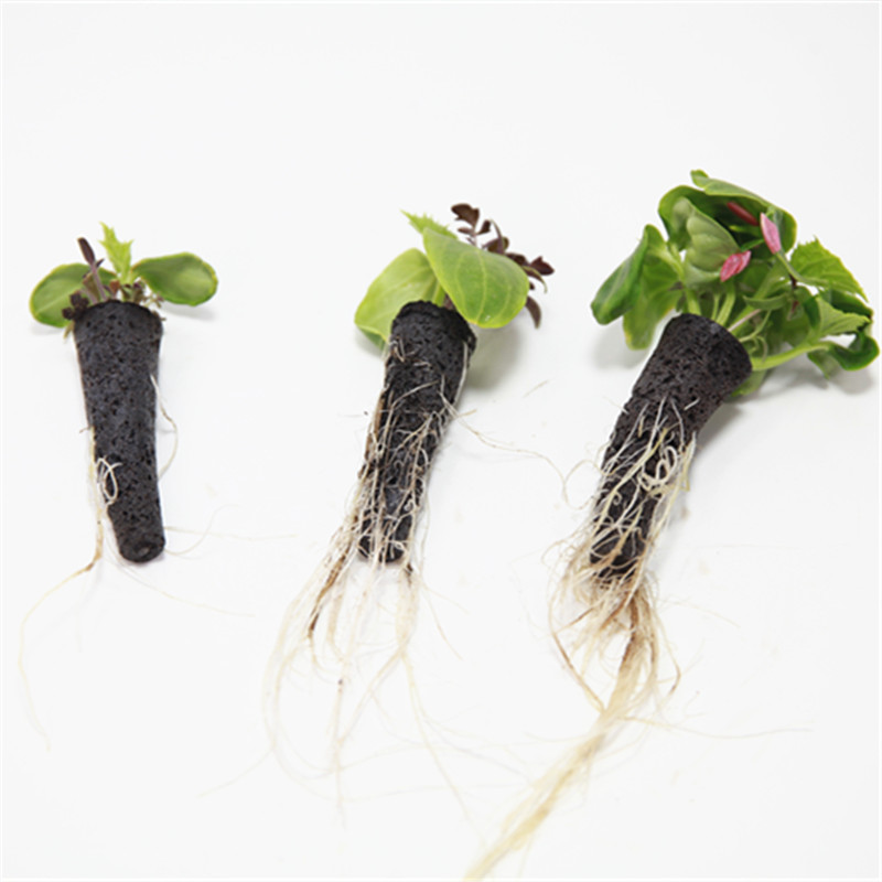 50/100pcs Plant Grow Basket Fo - Aerogarden Seed Pod review and price